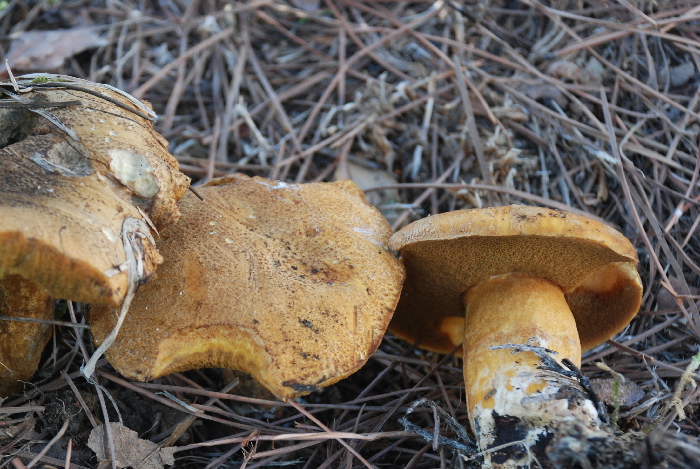 Suillus tridentinus ?